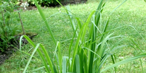 Citronnelle anti-moustique - Atelier du Store