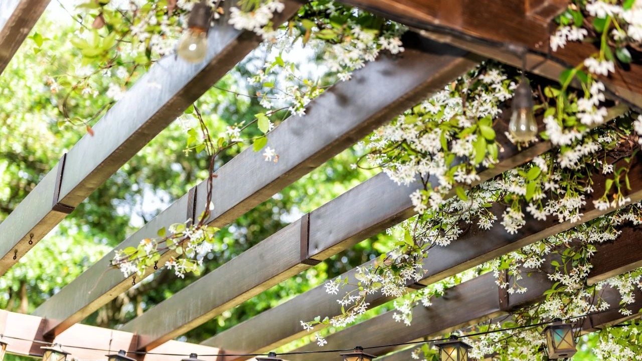 Quelles plantes choisir pour votre pergola ?